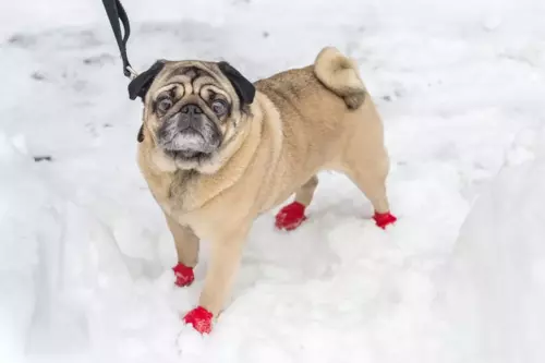 Make Your Own Dog Booties